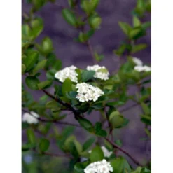 Blommebladet Surbær 'Viking' Aronia Prunifolia 'Viking' Potte 12 Liter,- 60-80 Cm. -Tilbud Lys Haven Butik mi237 aronia melanocarpa viking 515c
