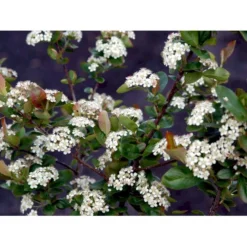 Blommebladet Surbær 'Viking' Aronia Prunifolia 'Viking' Potte 12 Liter,- 60-80 Cm. -Tilbud Lys Haven Butik mi237 aronia melanocarpa viking 85e0
