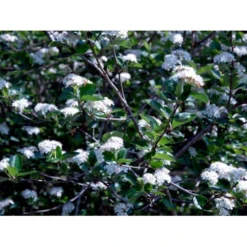 Blommebladet Surbær 'Viking' Aronia Prunifolia 'Viking' Potte 12 Liter,- 60-80 Cm. -Tilbud Lys Haven Butik mi237 aronia melanocarpa viking abc1