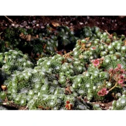 Spindelvævs Husløg Sempervivum Arachnoideum 10 Cm. Potte -Tilbud Lys Haven Butik mi2382 sempervivum arachnoideum e086