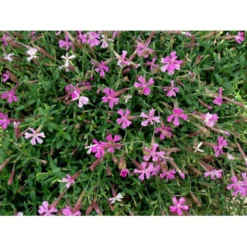 Høst-Limurt Silene Schafta 'Splendens' 1 Liter Potte -Tilbud Lys Haven Butik mi2389 silene schafta splendens 03c9