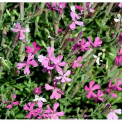 Høst-Limurt Silene Schafta 'Splendens' 1 Liter Potte -Tilbud Lys Haven Butik mi2389 silene schafta splendens 0e3f