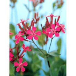 Høst-Limurt Silene Schafta 'Splendens' 1 Liter Potte -Tilbud Lys Haven Butik mi2389 silene schafta splendens 172b