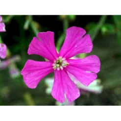 Høst-Limurt Silene Schafta 'Splendens' 1 Liter Potte -Tilbud Lys Haven Butik mi2389 silene schafta splendens 4461