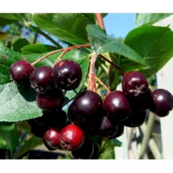 Storfrugtet Surbær 'Aron' Aronia Melanocarpa 'Aron' 5 Liter Potte -Tilbud Lys Haven Butik mi238 aronia melanocarpa aron 44f2