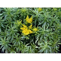 Dværg Gyldenris 'Golden Dwarf' Solidago Hybrid 'Golden Dwarf' 1 Liter Potte -Tilbud Lys Haven Butik mi2405 solidago golden dwarf 5a8a