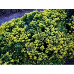 Dværg Gyldenris 'Golden Dwarf' Solidago Hybrid 'Golden Dwarf' 1 Liter Potte -Tilbud Lys Haven Butik mi2405 solidago golden dwarf bf0b