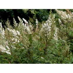 Tusindtop Sorbaria Sorbifolia Solitær Busk 125-150 Cm., Med Klump