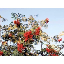 Almindelig Røn Sorbus Aucuparia Potte 7,5 Liter 175-200 Cm. -Tilbud Lys Haven Butik mi2416 sorbus aucuparia cb04