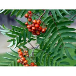 Røn 'Sheerwater Seedling' Sorbus Aucuparia 'Sheerwater Seedling' Potte 10 Liter 200-250 Cm. -Tilbud Lys Haven Butik mi2422 sorbus aucuparia sheerwater seedling 3292