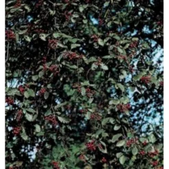 Seljerøn 'Brouwers' Sorbus Intermedia 'Brouwers' Flerstammet,- 150-175 Cm. Med Trådklump -Tilbud Lys Haven Butik mi2426 sorbus intermedia brouwers b129