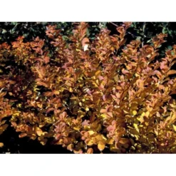 Birkebladet Spiræa 'Thor' Spiraea Betulifolia 'Thor' Potte 2,0 Liter,- 25-30 Cm. -Tilbud Lys Haven Butik mi2436 spiraea betulifolia tor 6f05