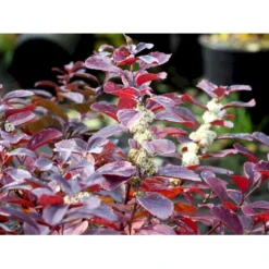Birkebladet Spiræa 'Thor' Spiraea Betulifolia 'Thor' Potte 2,0 Liter,- 25-30 Cm. -Tilbud Lys Haven Butik mi2436 spiraea betulifolia tor a2b9