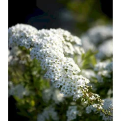 Snedrivebusk 'Grefsheim' Spiraea X Cinerea 'Grefsheim' Potte 2,0 Liter,- 40-60 Cm. -Tilbud Lys Haven Butik mi2439 spiraea cinerea grefsheim 2d7f