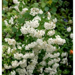 Snedrivebusk 'Grefsheim' Spiraea X Cinerea 'Grefsheim' Potte 2,0 Liter,- 40-60 Cm. -Tilbud Lys Haven Butik mi2439 spiraea cinerea grefsheim f80a