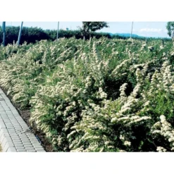 Spiræa 'Snowmound' Spiraea Nipponica 'Snowmound' 5 Liter Potte -Tilbud Lys Haven Butik mi2442 spiraea nipponica snowmound 4fe8