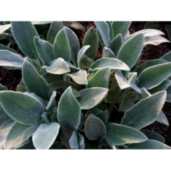 Lammeøre Stachys Byzantina 'Silver Carpet' 1 Liter Potte -Tilbud Lys Haven Butik mi2444 stachys byzantina silver carpet 0766