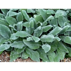 Lammeøre Stachys Byzantina 'Silver Carpet' 1 Liter Potte -Tilbud Lys Haven Butik mi2444 stachys byzantina silver carpet 4cd6