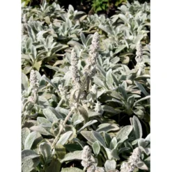 Lammeøre Stachys Byzantina 'Silver Carpet' 1 Liter Potte -Tilbud Lys Haven Butik mi2444 stachys byzantina silver carpet 960c
