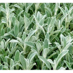 Lammeøre Stachys Byzantina 'Silver Carpet' 1 Liter Potte -Tilbud Lys Haven Butik mi2444 stachys byzantina silver carpet ecaf