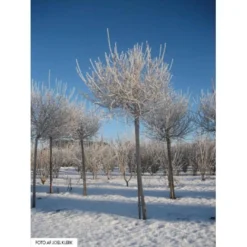 Dværg Syren 'Palibin' Syringa Meyeri 'Palibin' Opstammet 100 Cm. 10 Liter Potte,- 2 års Krone -Tilbud Lys Haven Butik mi2467 syringa meyeri palibin d8f4