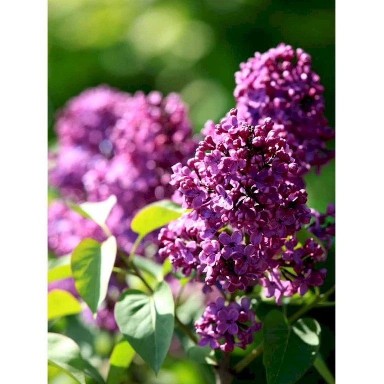 'Andenken An Ludwig Späth' Syringa Vulg. 'Andenken An Ludwig Späth' (storblomstrende) Med Klump,- 150-175 Cm. 1 'Andenken An Ludwig Späth' Syringa Vulg. 'Andenken An Ludwig Späth' (storblomstrende) Med Klump,- 150-175 Cm.