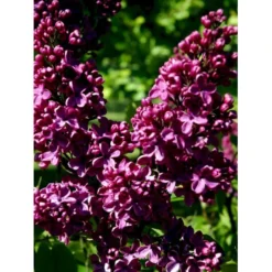 'Andenken An Ludwig Späth' Syringa Vulg. 'Andenken An Ludwig Späth' (storblomstrende) Med Klump,- 150-175 Cm. 12 'Andenken An Ludwig Späth' Syringa Vulg. 'Andenken An Ludwig Späth' (storblomstrende) Med Klump,- 150-175 Cm. -Tilbud Lys Haven Butik mi2499 syringa vulg andenken an ludwig spaeth 9b90