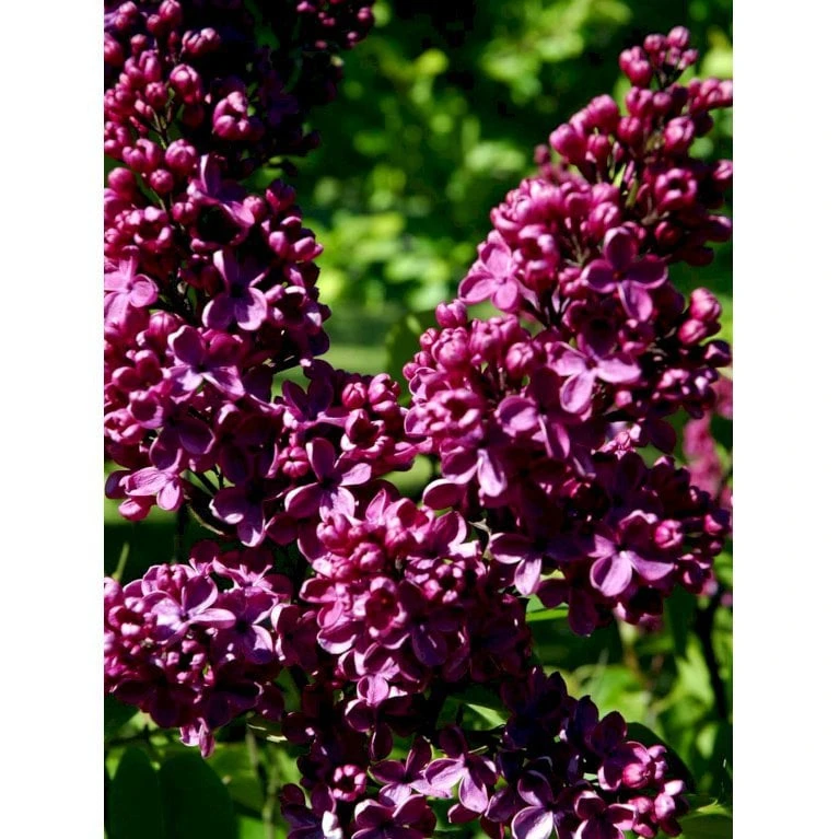 'Andenken An Ludwig Späth' Syringa Vulg. 'Andenken An Ludwig Späth' (storblomstrende) Med Klump,- 150-175 Cm. 5 'Andenken An Ludwig Späth' Syringa Vulg. 'Andenken An Ludwig Späth' (storblomstrende) Med Klump,- 150-175 Cm. - Billede 5