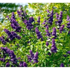 'Andenken An Ludwig Späth' Syringa Vulg. 'Andenken An Ludwig Späth' (storblomstrende) Med Klump,- 150-175 Cm. 10 'Andenken An Ludwig Späth' Syringa Vulg. 'Andenken An Ludwig Späth' (storblomstrende) Med Klump,- 150-175 Cm. -Tilbud Lys Haven Butik mi2499 syringa vulg andenken an ludwig spaeth a75d