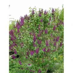 'Andenken An Ludwig Späth' Syringa Vulg. 'Andenken An Ludwig Späth' (storblomstrende) Med Klump,- 150-175 Cm. 11 'Andenken An Ludwig Späth' Syringa Vulg. 'Andenken An Ludwig Späth' (storblomstrende) Med Klump,- 150-175 Cm. -Tilbud Lys Haven Butik mi2499 syringa vulg andenken an ludwig spaeth e26f