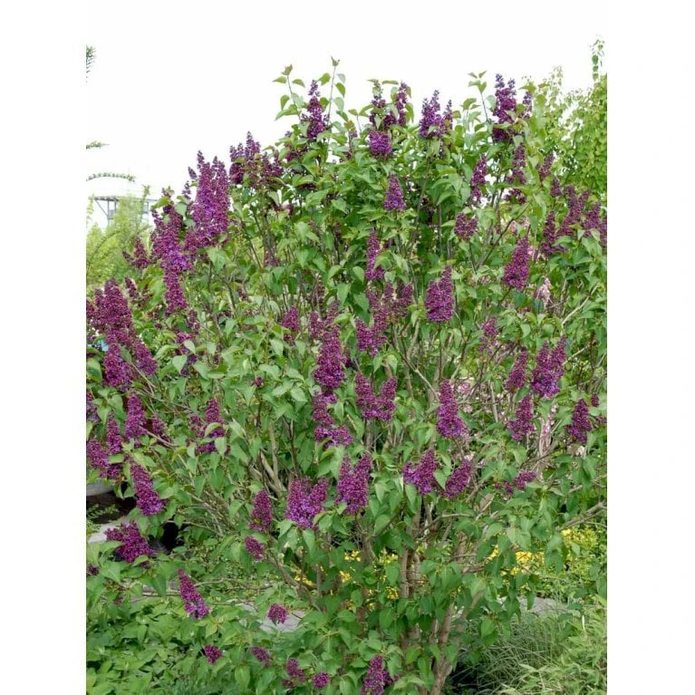 'Andenken An Ludwig Späth' Syringa Vulg. 'Andenken An Ludwig Späth' (storblomstrende) Med Klump,- 150-175 Cm. 4 'Andenken An Ludwig Späth' Syringa Vulg. 'Andenken An Ludwig Späth' (storblomstrende) Med Klump,- 150-175 Cm. - Billede 4