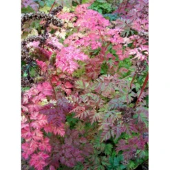 Koreansk Fjerbusk Aruncus Aethusifolius Bakke Med 12 Stk. -Tilbud Lys Haven Butik mi249 aruncus aethusifolius 21fb