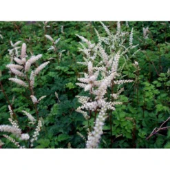 Koreansk Fjerbusk Aruncus Aethusifolius Bakke Med 12 Stk. -Tilbud Lys Haven Butik mi249 aruncus aethusifolius a8af