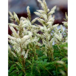 Koreansk Fjerbusk Aruncus Aethusifolius Bakke Med 12 Stk. -Tilbud Lys Haven Butik mi249 aruncus aethusifolius e26f