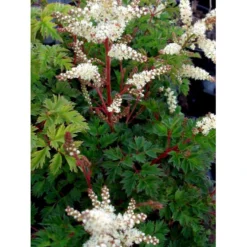 Koreansk Fjerbusk Aruncus Aethusifolius Bakke Med 12 Stk. -Tilbud Lys Haven Butik mi249 aruncus aethusifolius e3b6