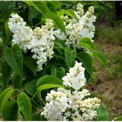 'Mme Lemoine' Syringa Vul, 'Mme. Lemoine' (storblomstrende) Potte 12 Liter,- 80-100 Cm. -Tilbud Lys Haven Butik mi2503 syringa vulgaris mme lemoine 0026