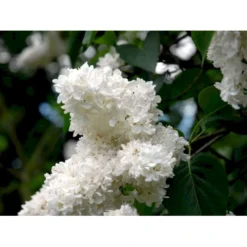 'Mme Lemoine' Syringa Vul, 'Mme. Lemoine' (storblomstrende) Potte 12 Liter,- 80-100 Cm. -Tilbud Lys Haven Butik mi2503 syringa vulgaris mme lemoine 710e