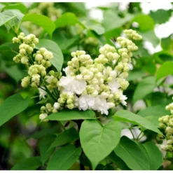'Mme Lemoine' Syringa Vul, 'Mme. Lemoine' (storblomstrende) Potte 12 Liter,- 80-100 Cm. -Tilbud Lys Haven Butik mi2503 syringa vulgaris mme lemoine a294