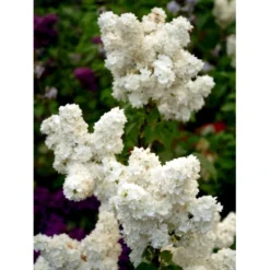 'Mme Lemoine' Syringa Vul, 'Mme. Lemoine' (storblomstrende) Potte 12 Liter,- 80-100 Cm. -Tilbud Lys Haven Butik mi2503 syringa vulgaris mme lemoine f935