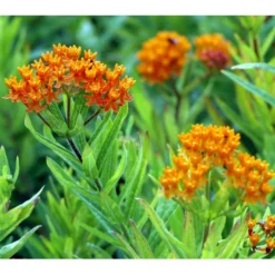 Orange-Silkeplante Asclepias Tuberosa 1 Liter Potte 6 Orange-Silkeplante Asclepias Tuberosa 1 Liter Potte -Tilbud Lys Haven Butik mi253 asclepias tuberosa 5a76