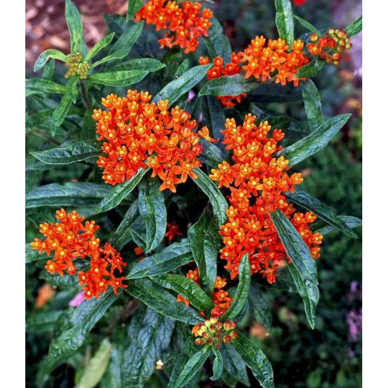Orange-Silkeplante Asclepias Tuberosa 1 Liter Potte 4 Orange-Silkeplante Asclepias Tuberosa 1 Liter Potte - Billede 4