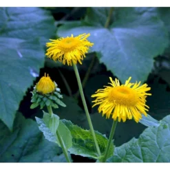 Stor Tusindstråle Telekia Speciosa 1 Liter Potte