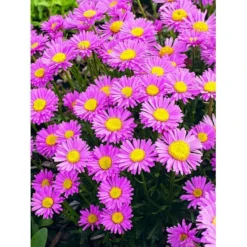 Alpeasters 'Happy End' Aster Alpinus 'Happy End' 9 Cm. Potte -Tilbud Lys Haven Butik mi259 aster alpinus happy end 6613