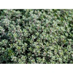 Citrontimian 'Silver Queen' Thymus Citriodorus 'Silver Queen' 10 Cm. Potte -Tilbud Lys Haven Butik mi2617 thymus citriodorus silver queen ef53