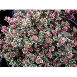 Citrontimian 'Silver Queen' Thymus Citriodorus 'Silver Queen' 10 Cm. Potte -Tilbud Lys Haven Butik mi2617 thymus citriodorus silver queen f8c6