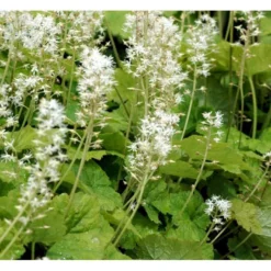 Almindelig Skumblomst Tiarella Cordifolia 1 Liter Potte