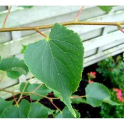 Småbladet Lind Tilia Cordata Potte 7,5 Liter 150-175 Cm. -Tilbud Lys Haven Butik mi2630 tilia cordata ba92