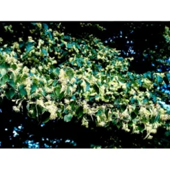 Småbladet Lind 'Greenspire' Tilia Cordata 'Greenspire' Stammehøjde Ca. 220-240cm. + Krone,- Omkreds 20-25 Cm. Med Klump. -Tilbud Lys Haven Butik mi2642 tilia cordata greenspire fb37