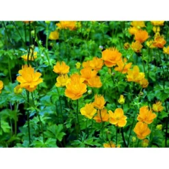 Kinesisk Engblomme 'Golden Queen' Trollius Chinensis 'Golden Queen' 1 Liter Potte -Tilbud Lys Haven Butik mi2679 trollius chinensis golden queen 6aa8