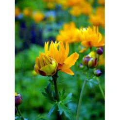 Kinesisk Engblomme 'Golden Queen' Trollius Chinensis 'Golden Queen' 1 Liter Potte -Tilbud Lys Haven Butik mi2679 trollius chinensis golden queen 7e58
